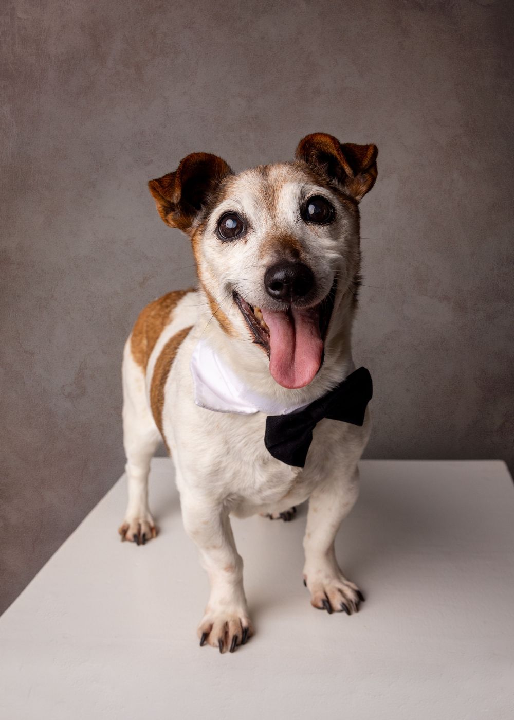 A happy Jack Russell Terrier wearing a black bow tie and white collar poses for a formal portrait photo.