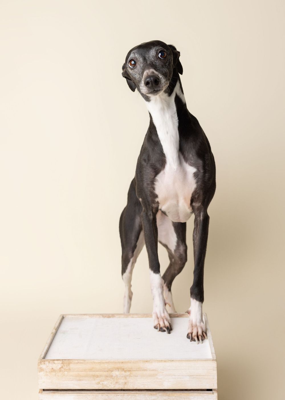 Black and white Italian Greyhound dog standing upright on a wooden box against a beige background.