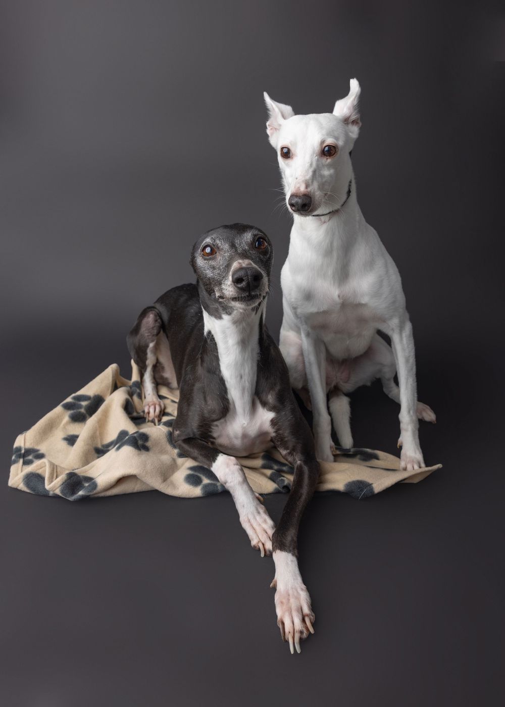 Two elegant Italian Greyhounds, one black and one white, posing on a paw-print blanket against a gray background.
