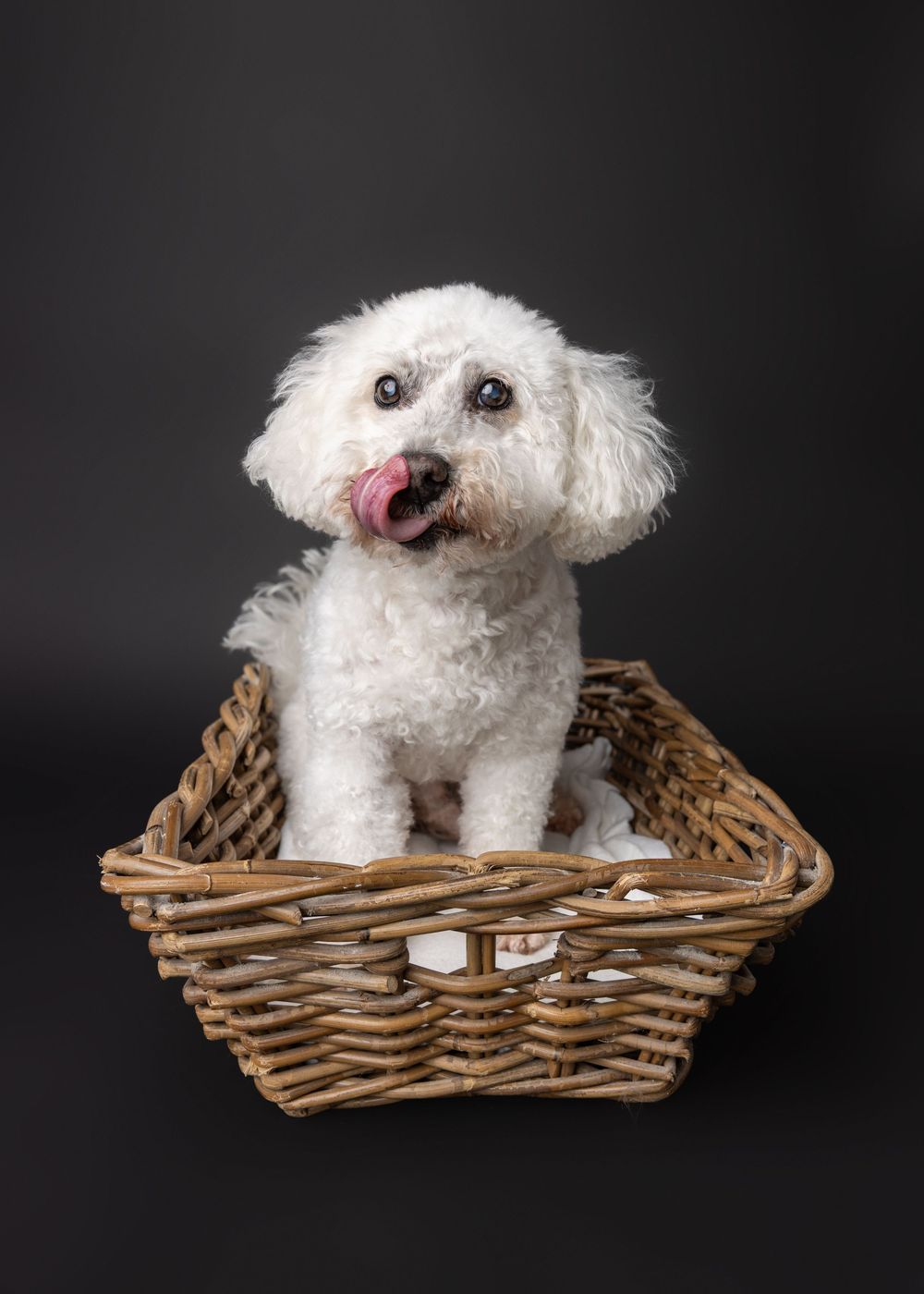 White fluffy Bichon Frise dog sitting in a wicker basket with tongue out against dark background.
