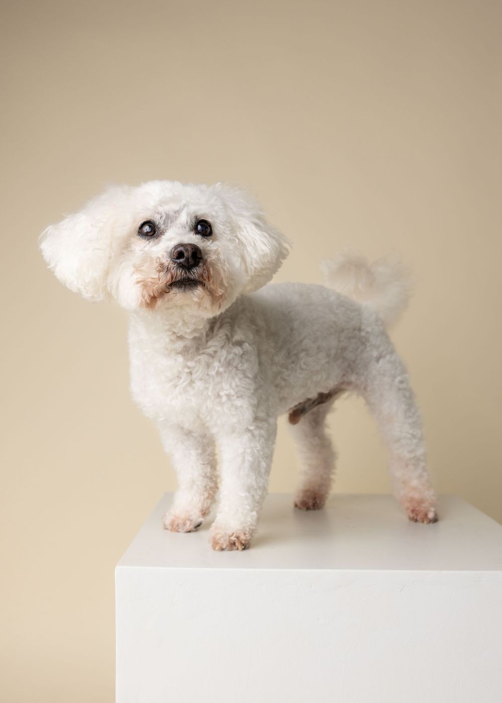 A fluffy white Bichon Frise dog stands on a white pedestal against a beige background, freshly groomed.
