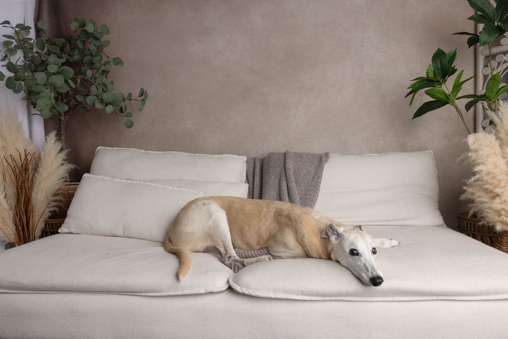 A slender greyhound dog resting on a beige sofa with cushions, surrounded by indoor plants in a modern living room.