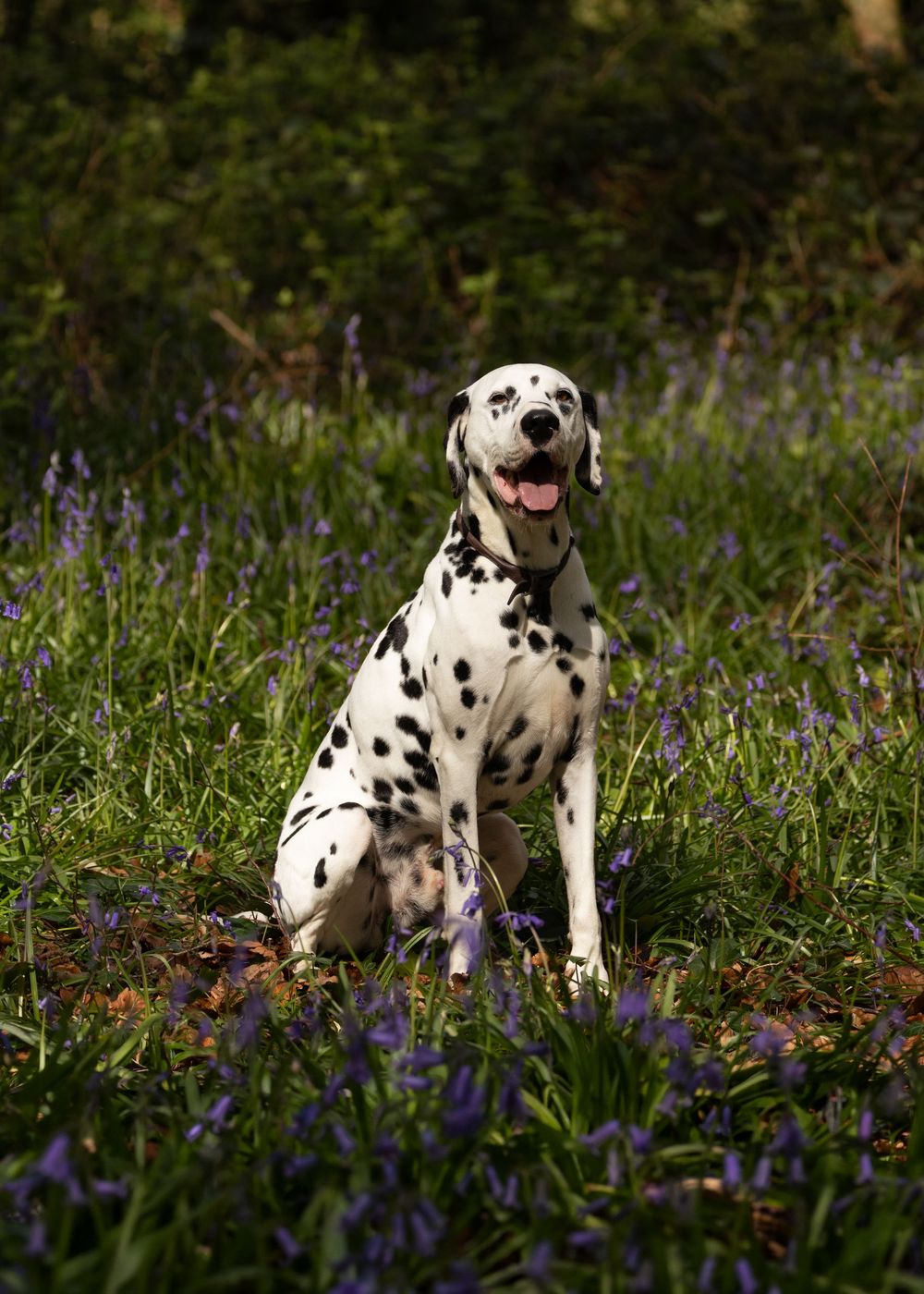 A Dalmatian dog sits among purple bluebells in a lush green woodland, tongue out, enjoying a sunny day.