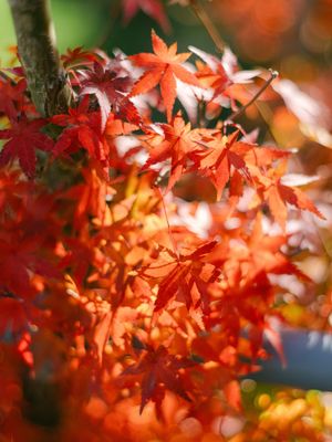 Vibrant red Japanese maple leaves glowing in sunlight during autumn season.