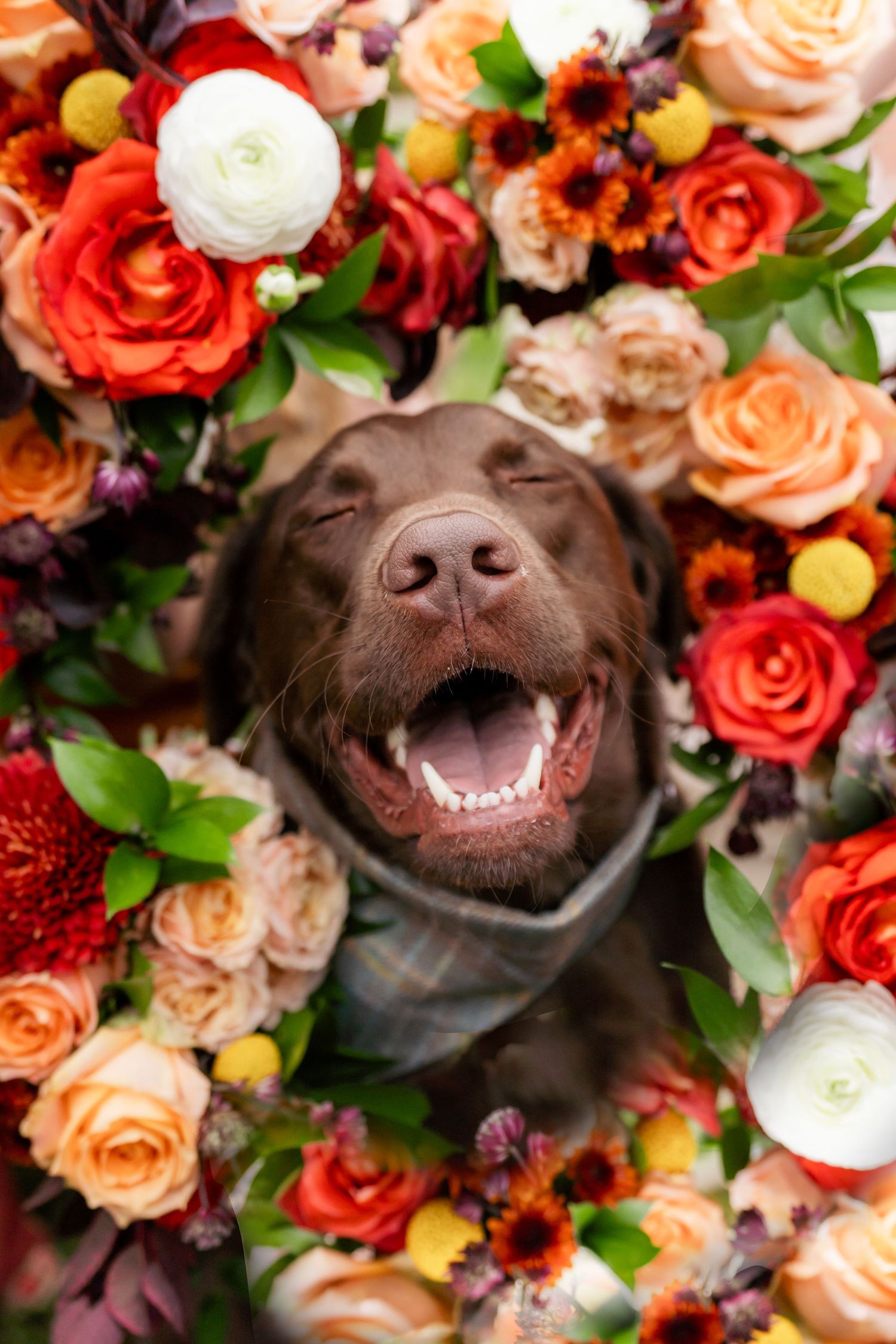 The best dog photographer in Chelsea Michigan takes a wedding photo that is SO CUTE someone embroidered it into a shirt.