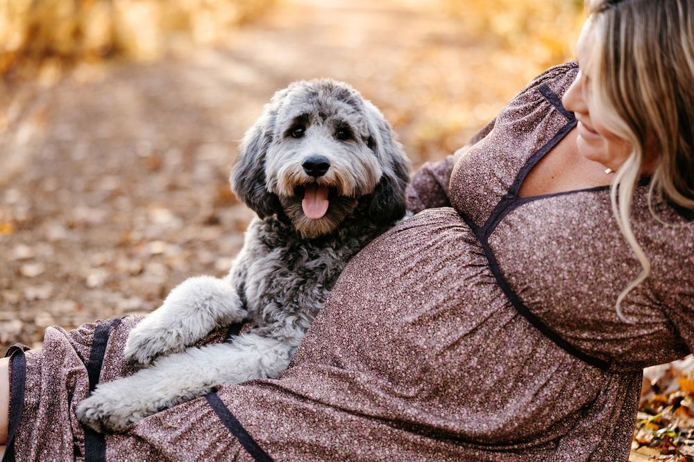 Happy gray shaggy dog laying next to someone in a brown sweater during autumn photoshoot outdoors.