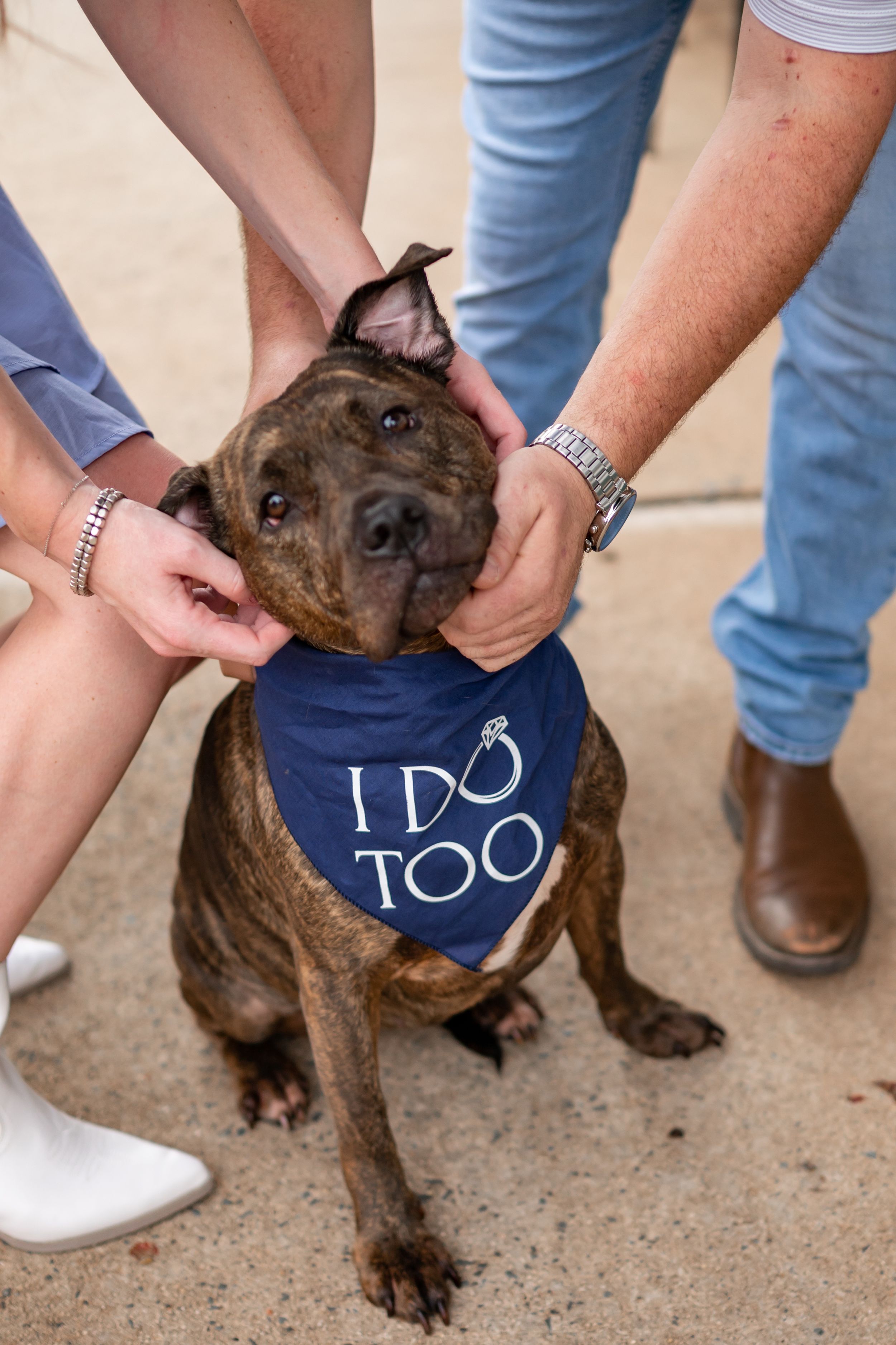 Brown dog wearing navy bandana that says 'I DO TOO' being petted by people.