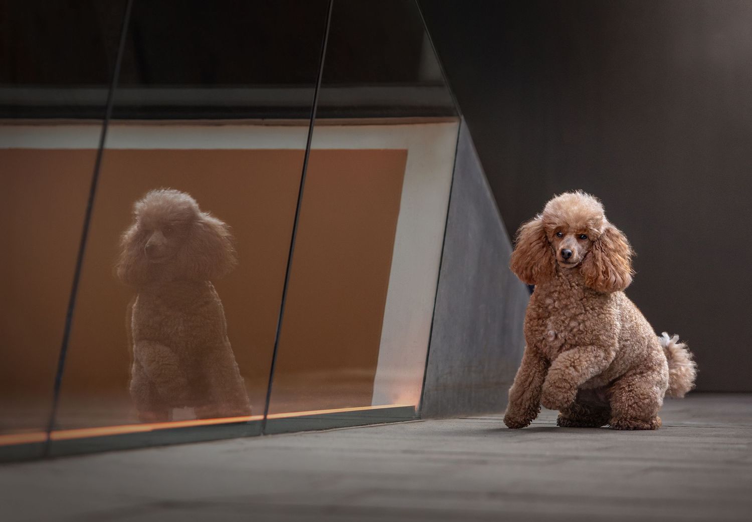 poodle  manchester pet photographer, spinningfields