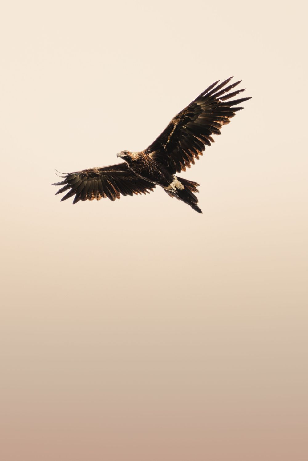 Wedgetail eagle flying