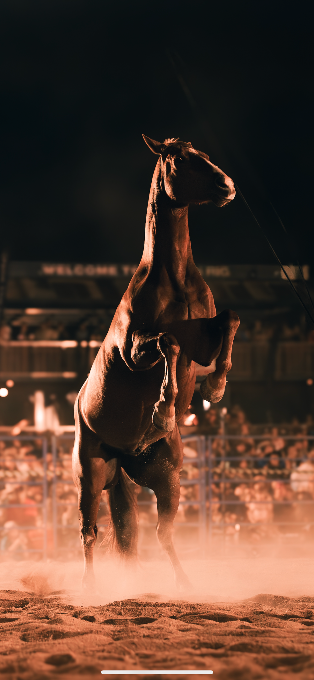 horse at rodeo