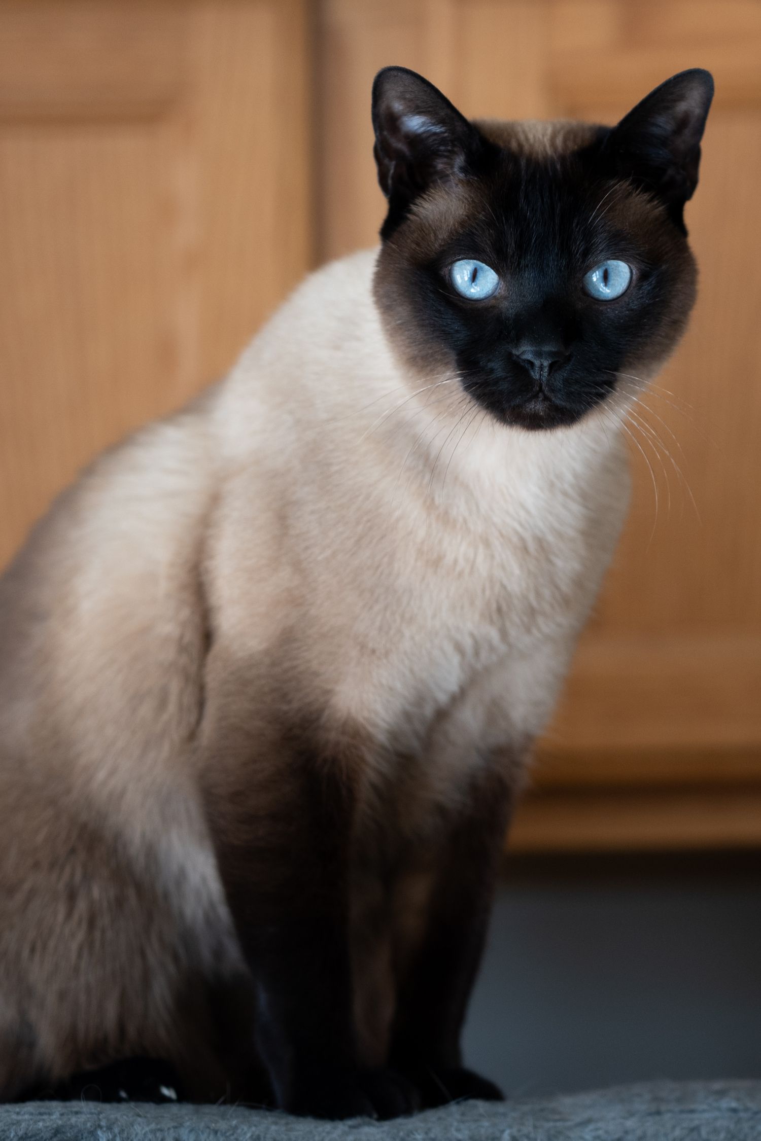 Cat Photography Pet Portrait Photographer