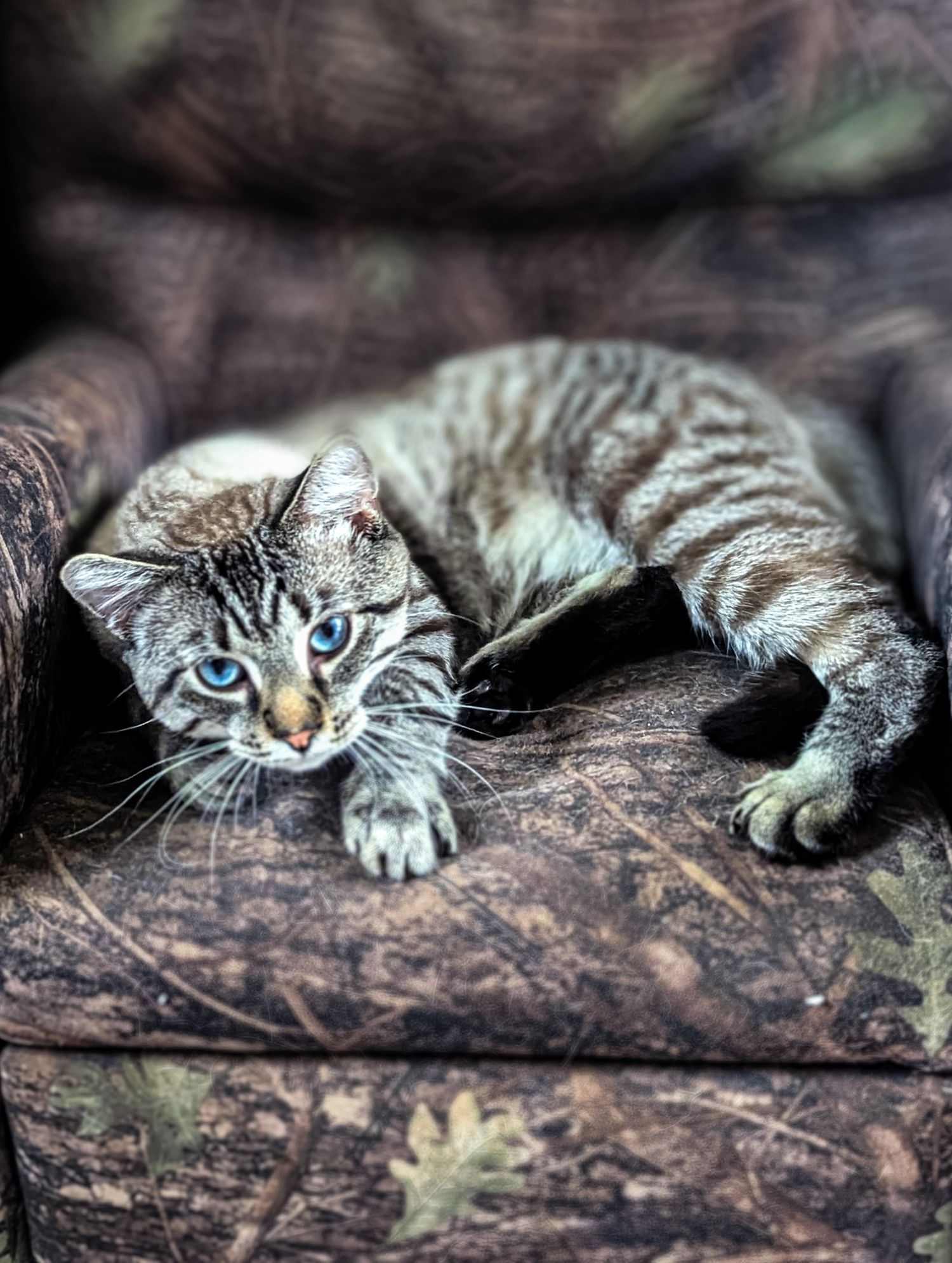 Striking portrait of a blue-eyed tabby cat lounging on dark leather with intense gaze.
