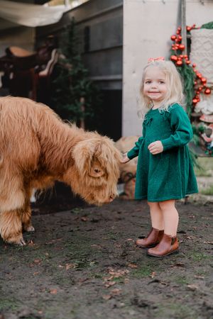 A small child in a green dress and brown boots plays with a large fluffy Highland cow in a backyard setting.