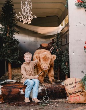 A series of four photos showing a child and a large brown Highland cow in a rustic indoor setting.
