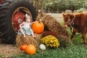 Rustic autumn scene with pumpkins, hay bales, yellow mums and farm animals.