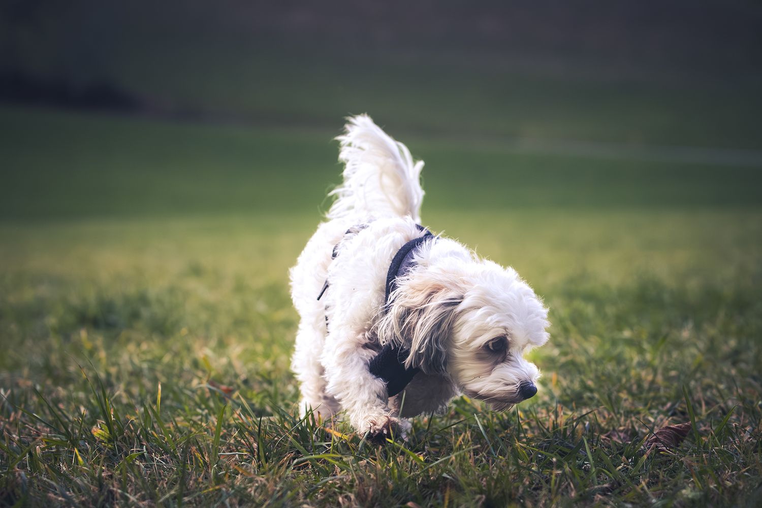 A series of photos showing a white fluffy dog lying in green grass at different angles and poses.