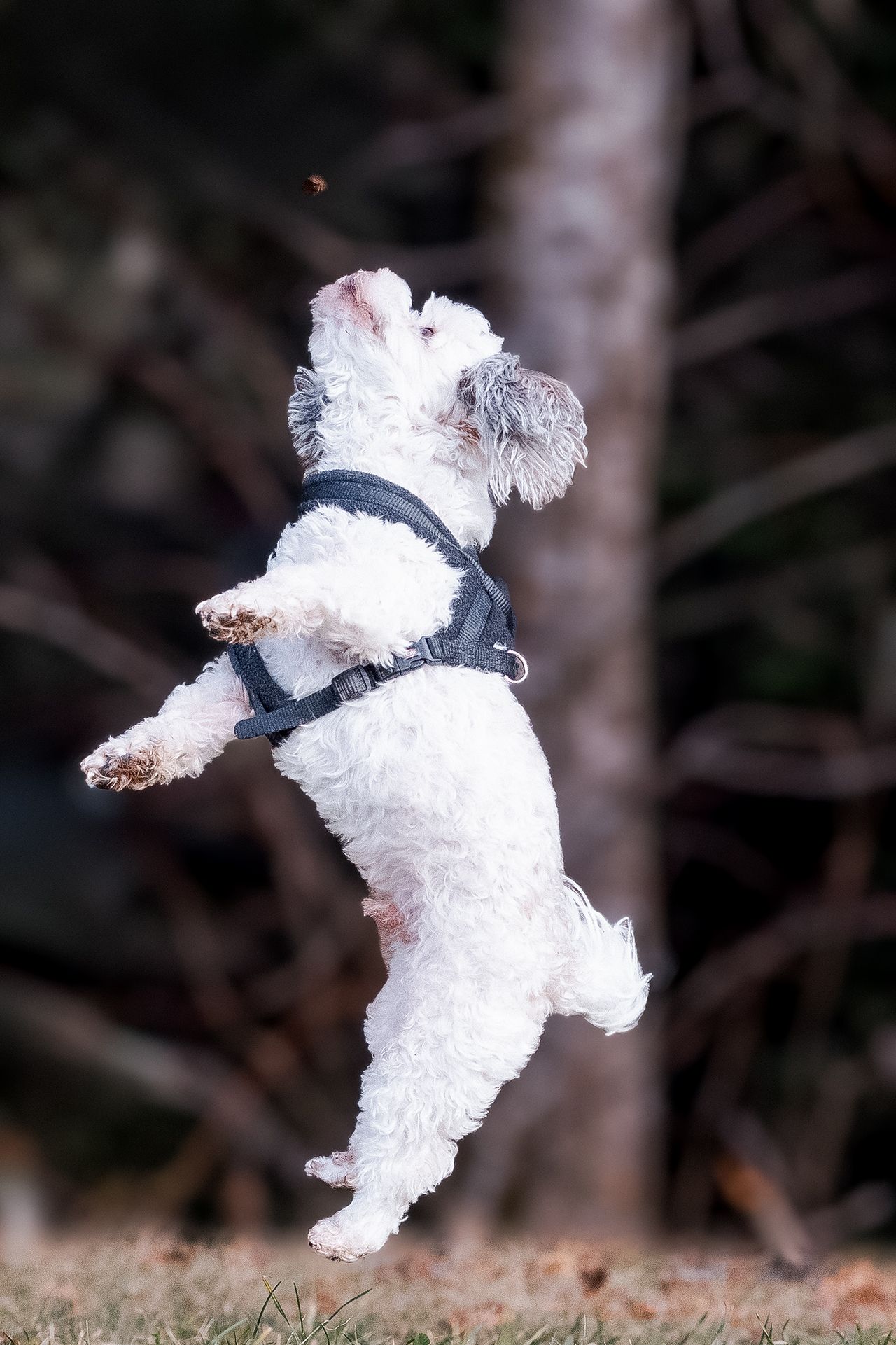 A small white fluffy dog leaps and jumps through the air in a playful sequence of action shots.