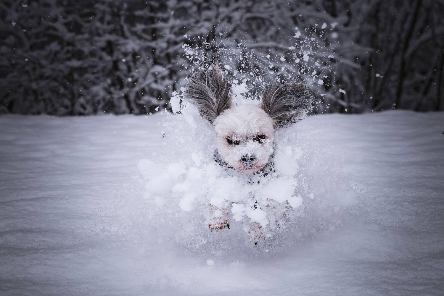 Energetic white dog playing and jumping in snow creating a powder splash around itself.