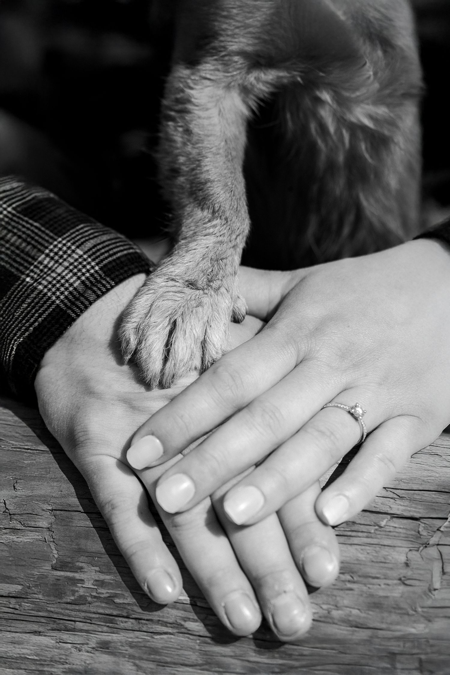 Hände mit Hundepfote fotografieren. Schöne Hundebilder machen. Fotograf www.foto-grunder.com