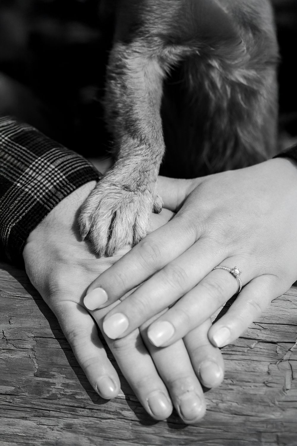 Hände mit Hundepfote fotografieren. Schöne Hundebilder machen. Fotograf www.foto-grunder.com