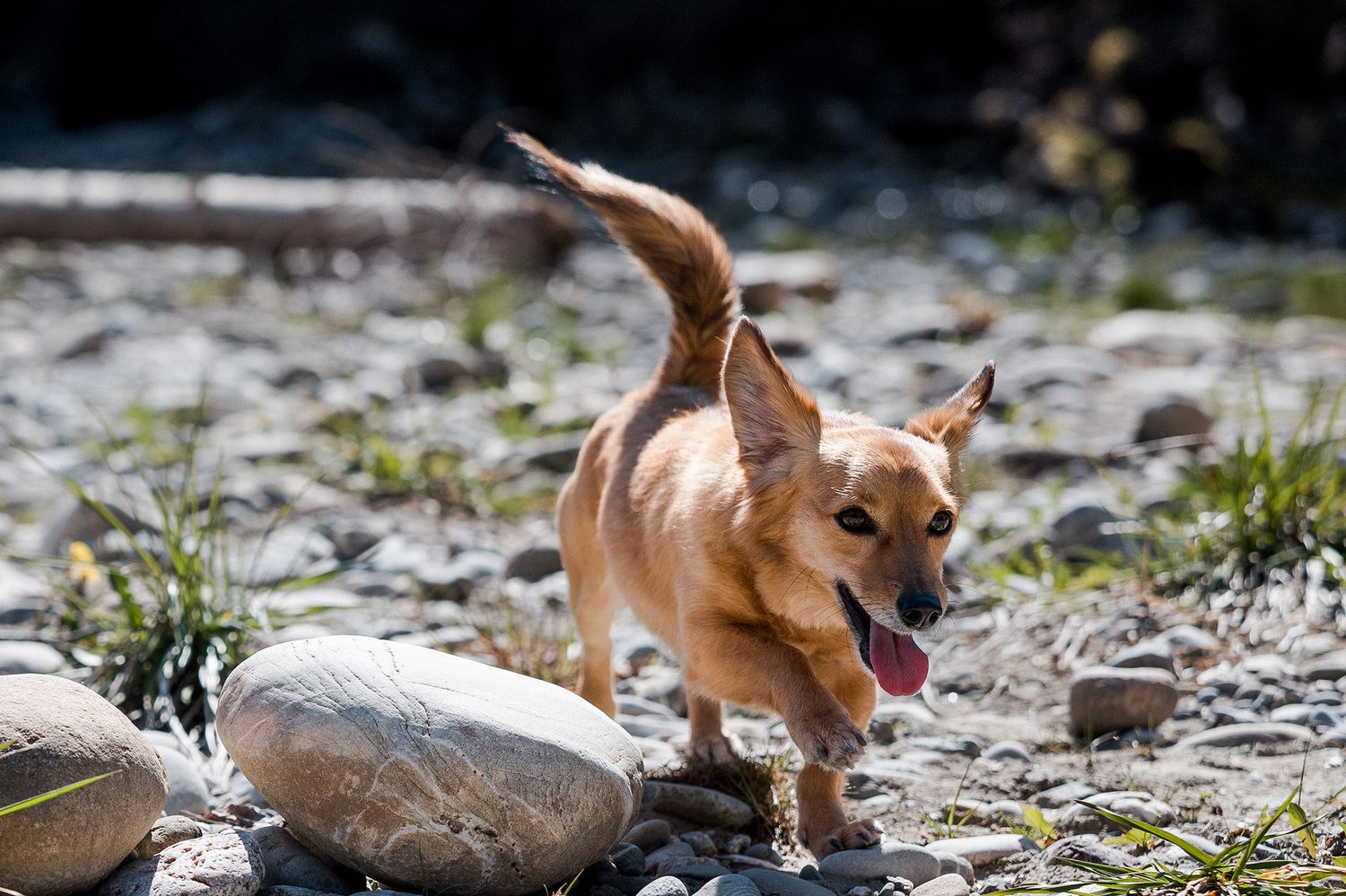 Hund rennt im Bachbett. Hunde in Bewegung fotografieren. Fotograf www.foto-grunder.com