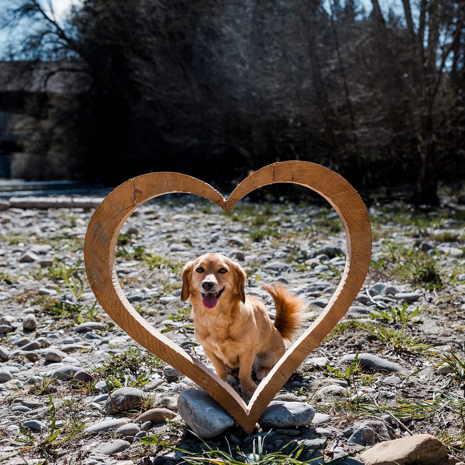 Hund im Herzfotografiert. Schöne Ideen für Hundefotos. Fotograf www.foto-grunder.com