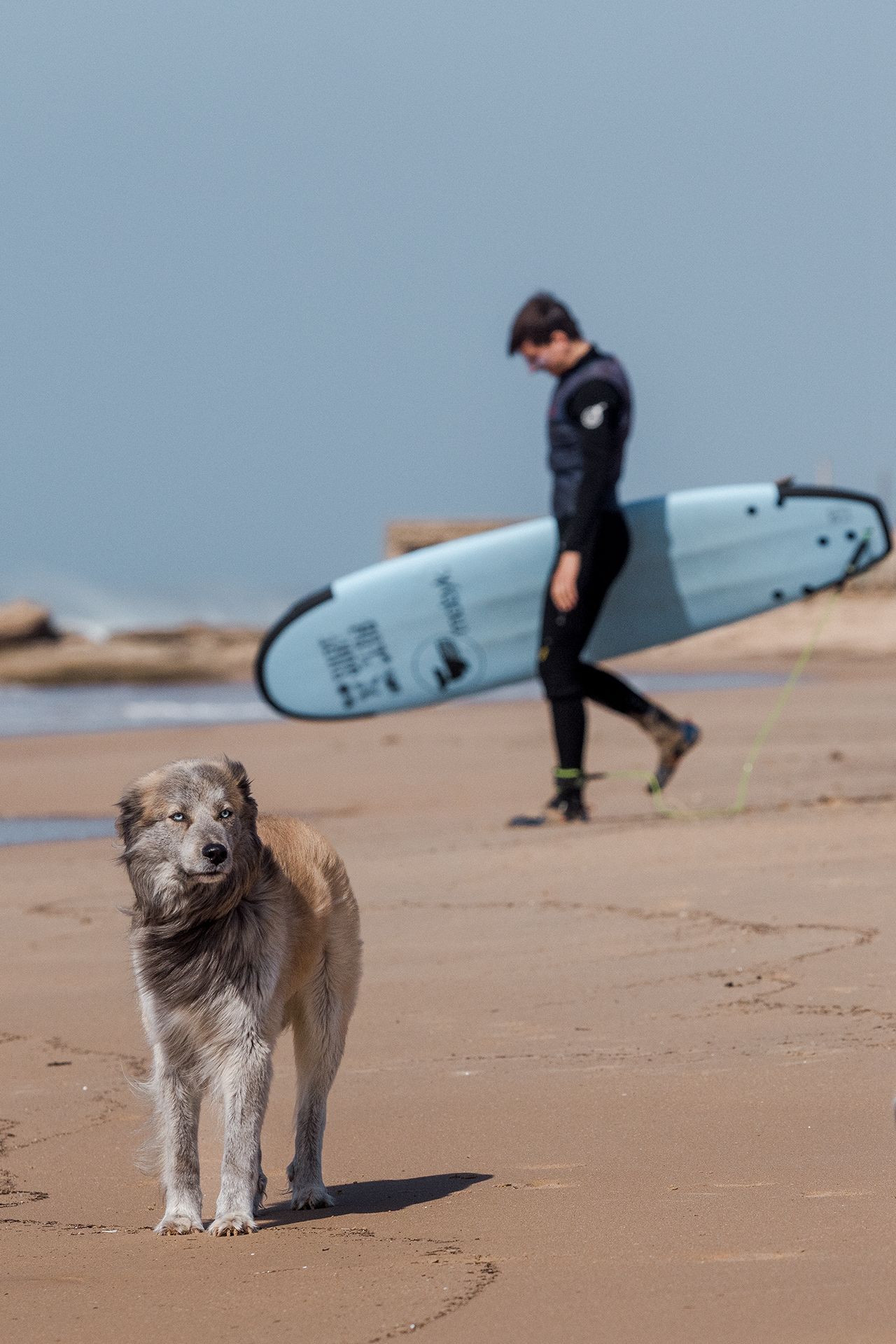 A fluffy dog walks beside someone carrying a surfboard along a sandy beach on a sunny day.
