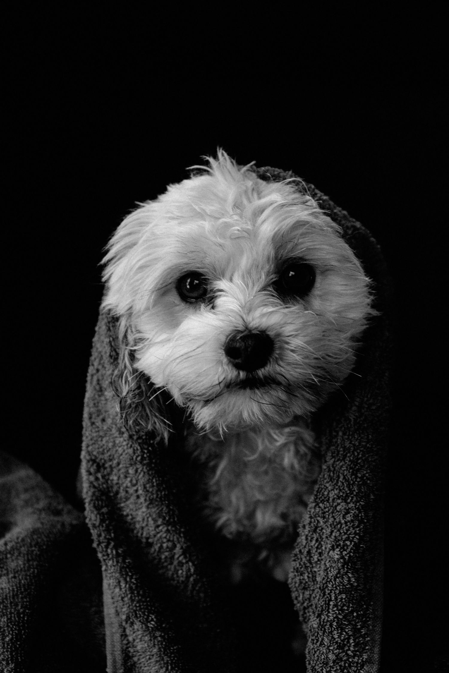 A small white dog with a black nose peeks through black fabric, creating a dramatic black and white portrait sequence.
