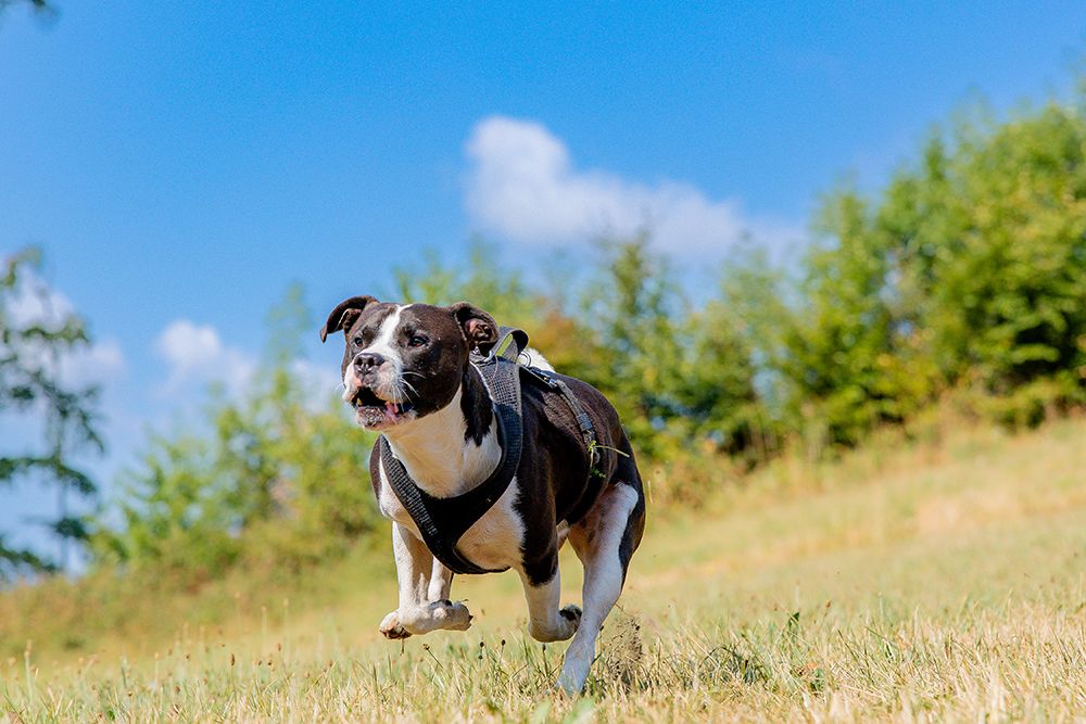 A black and white Staffordshire Bull Terrier wearing a harness runs through a grassy hillside under a bright blue sky.