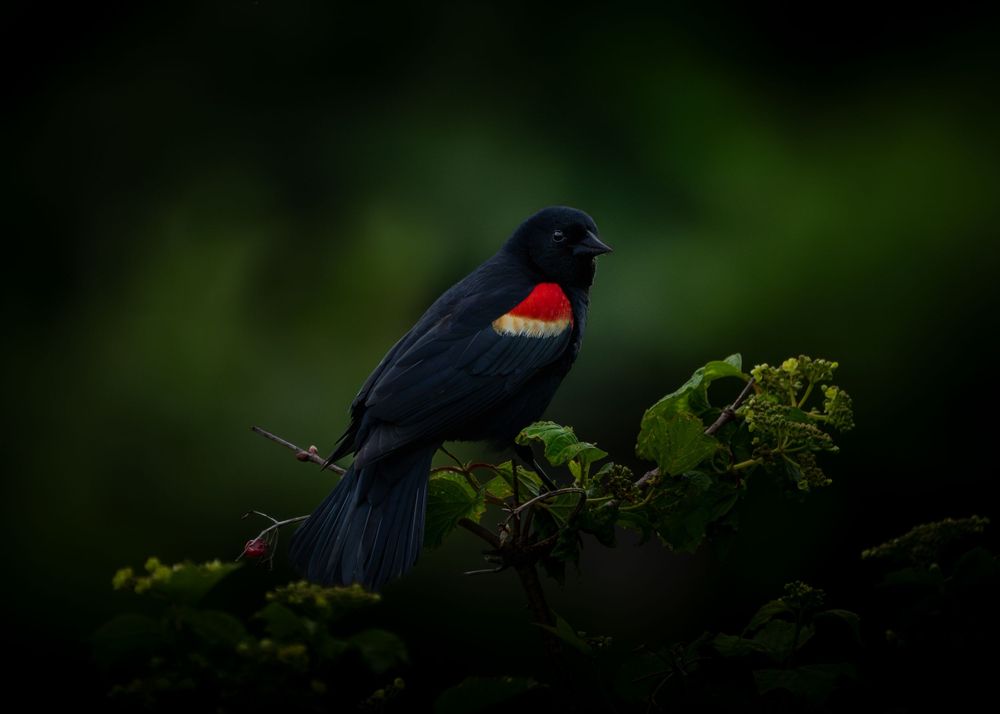 Boston Massachusetts New England animal bird