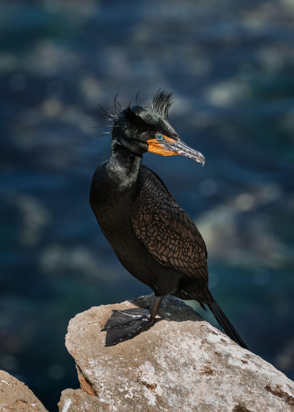 San Diego Wildlife Photo