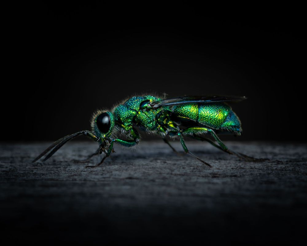 Boston Massachusetts New England insect