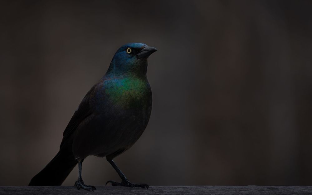 Boston Massachusetts New England animal bird