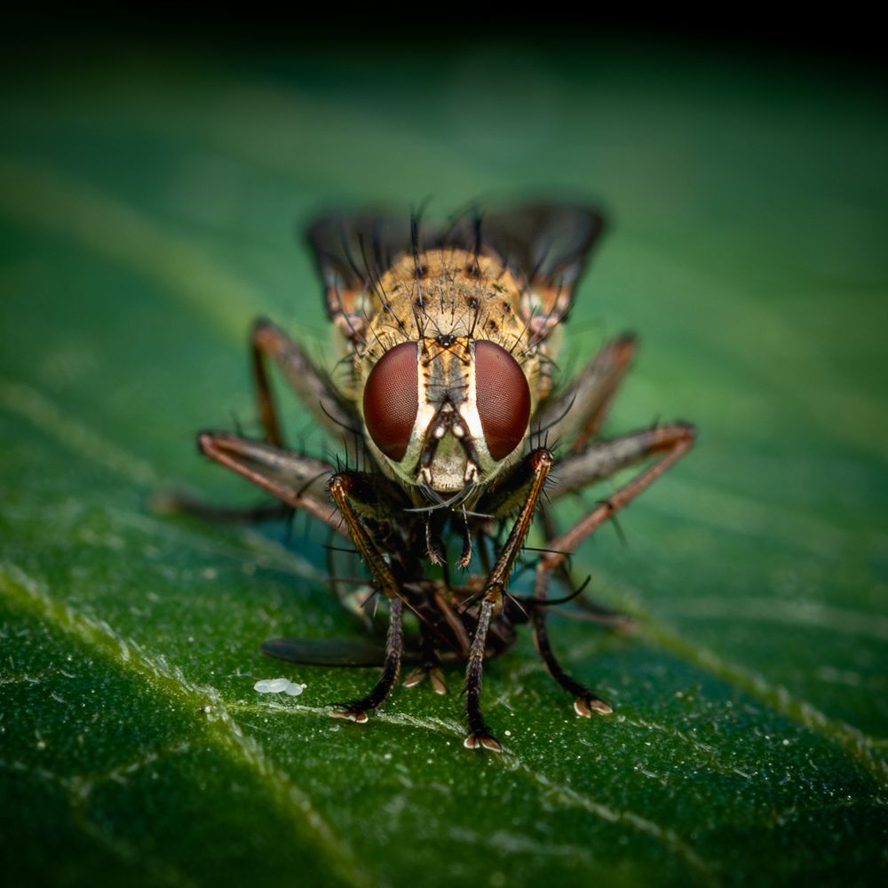 Boston Massachusetts New England insect