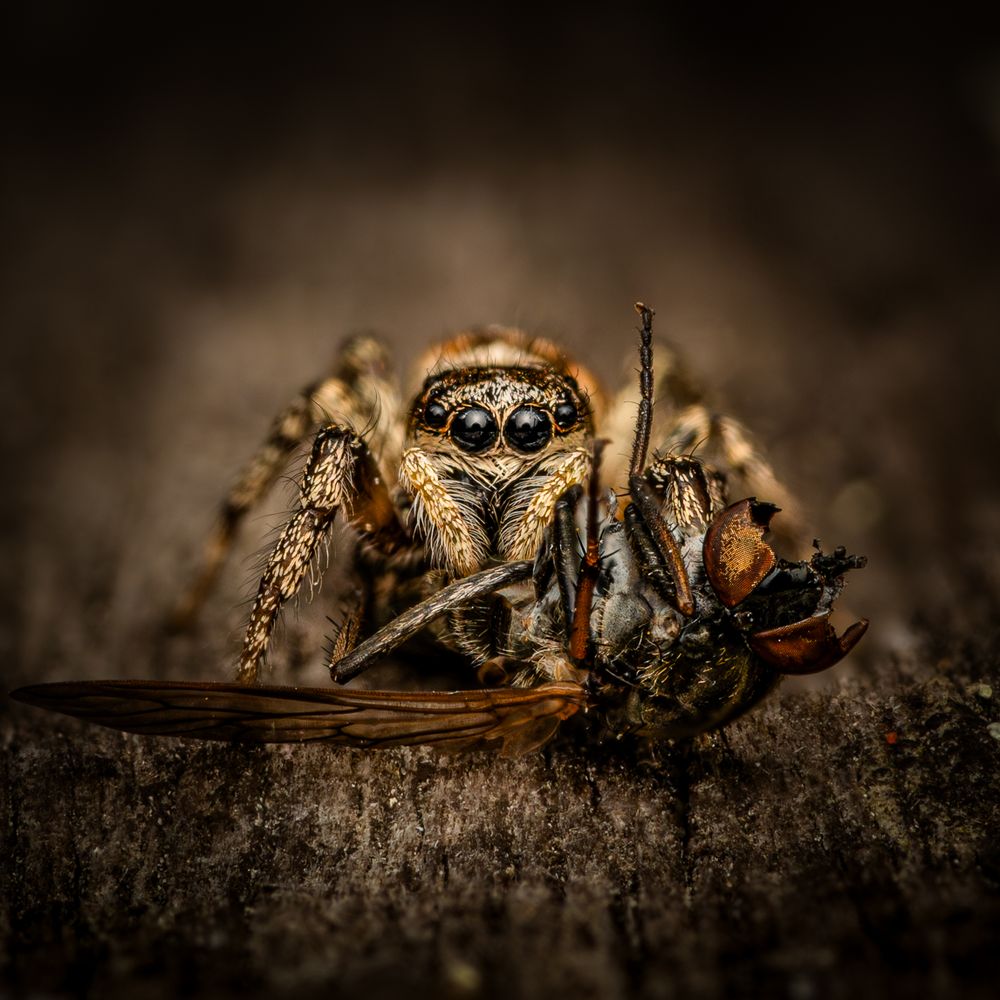 Boston Massachusetts New England insect