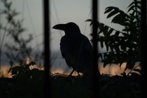 Bird silhouettes perched on branches against a sunset sky.