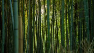 Lush green bamboo forest with tall stalks creating natural patterns in sunlight.