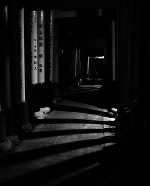 Sunlight creates dramatic shadows through traditional Japanese temple columns.