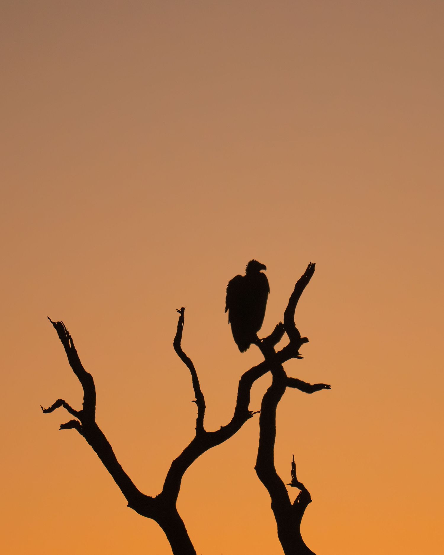 Silhouettes of a bird perched on tree branches against an orange sunset sky.