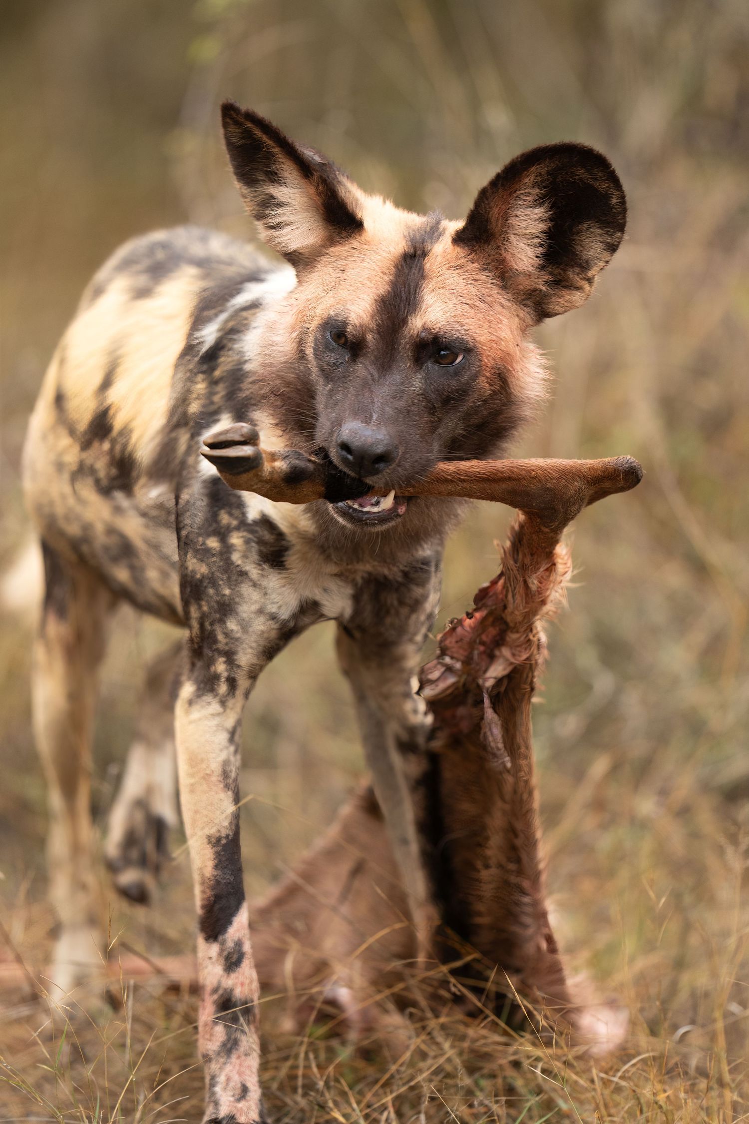 African wild dog carrying bone in its mouth through grassland.