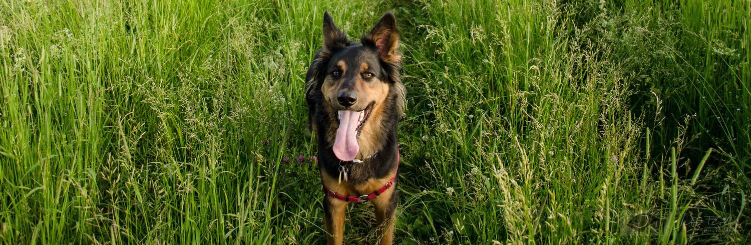 Happy dog in field of green grass.