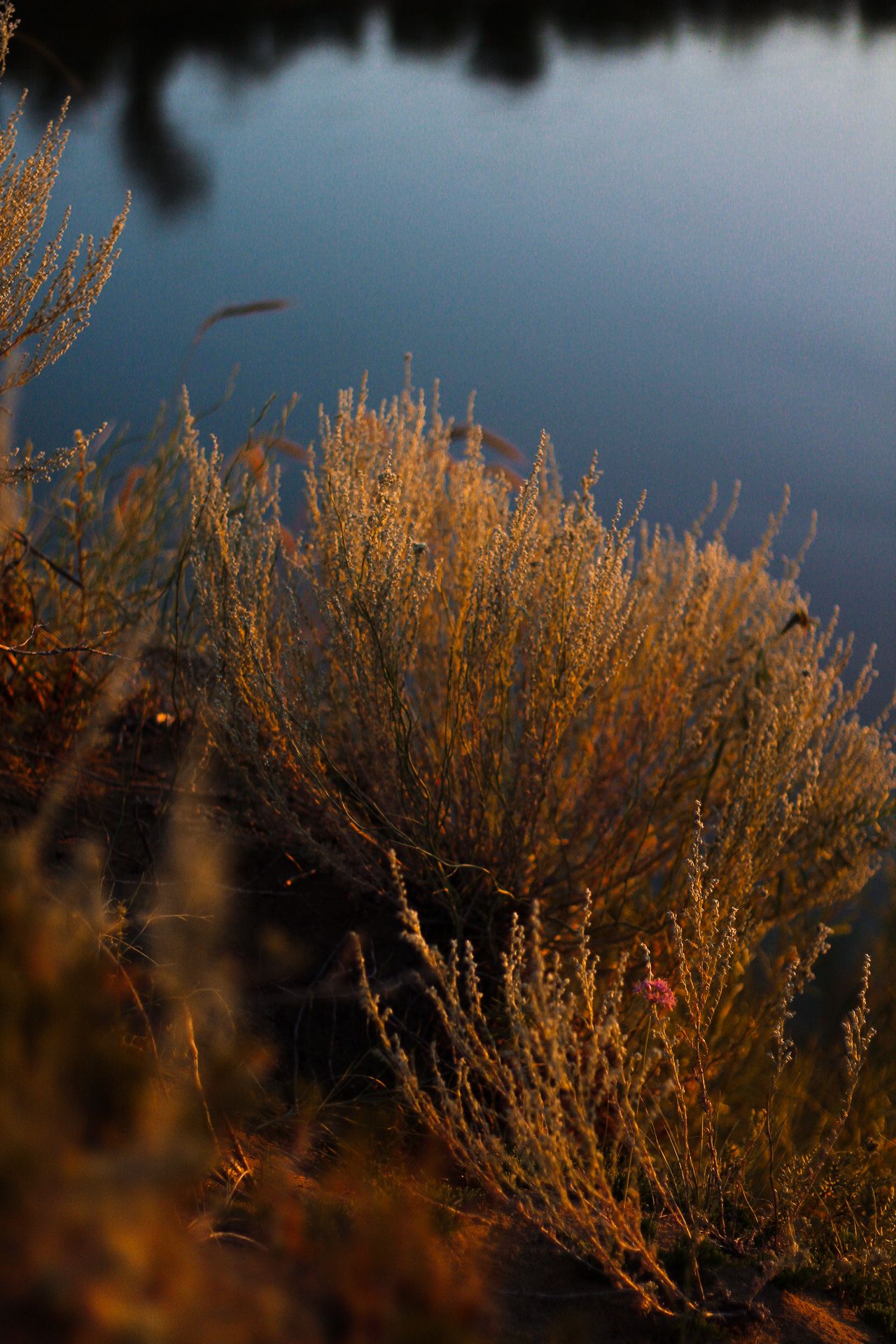Golden sunlight illuminates dried grass against a dark blue water background.