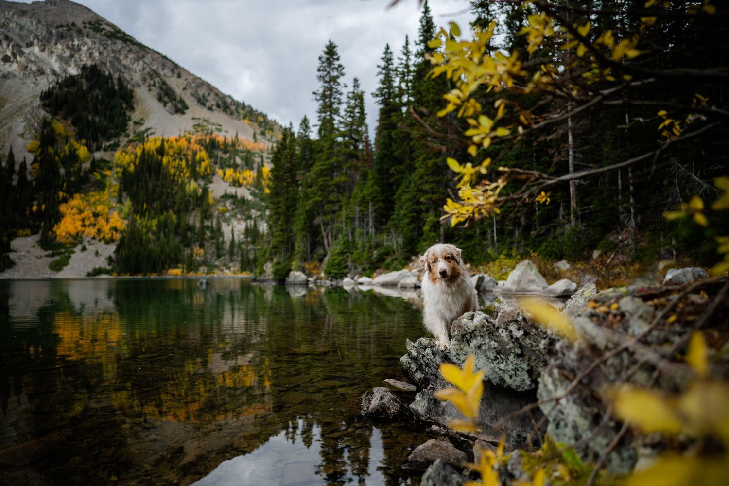 Australian Shepherd on rock in scenic mountain lake surrounded by evergreen trees and yellow foliage reflecting in calm water.