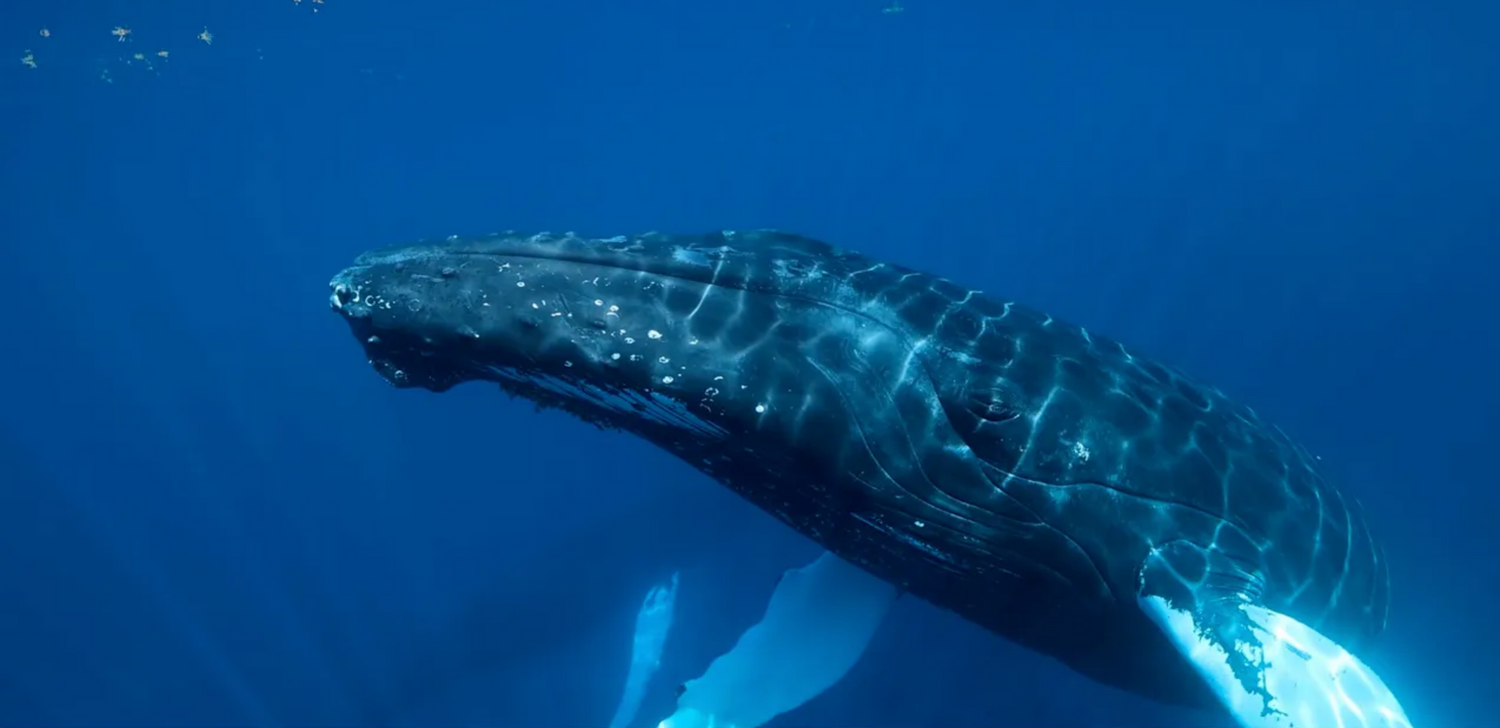 Massive humpback whale swimming in deep blue ocean waters.