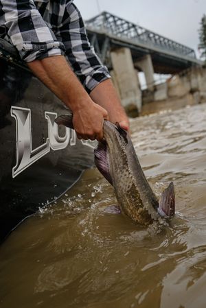 Large catfish being released back into brown river water with splashing motion.