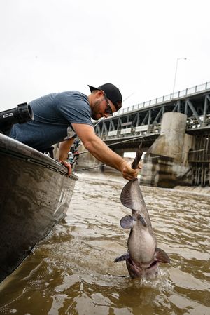 Fisherman lifting a large catfish from muddy waters near a bridge structure.