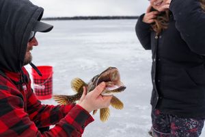Several small fish caught while ice fishing are displayed on the frozen lake surface.