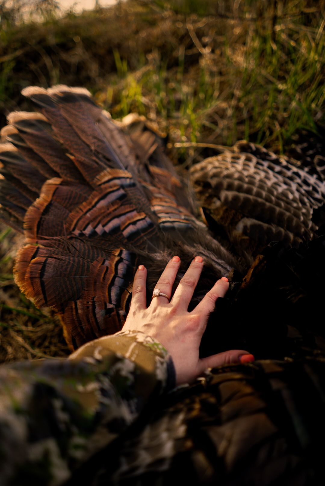 A hand touches turkey feathers in a close-up nature photograph.