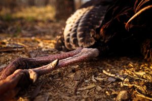 Wooden logs scattered on ground in warm autumn lighting.
