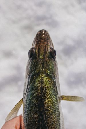 Close-up macro shot of iridescent green fish scales.